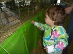 Milly Dotsey at the 2010 Cape Fear Fair and Expo with a rabbit