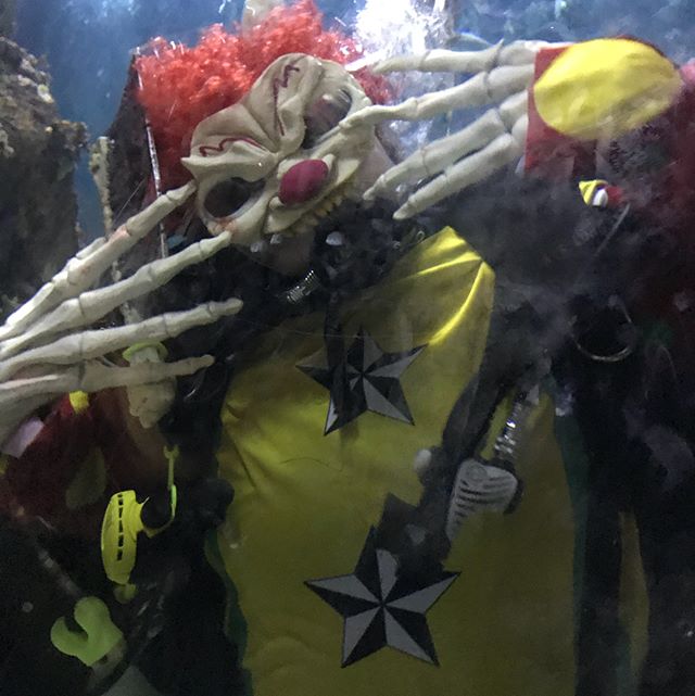 #trickortreatunderthesea at the Aquarium #Halloween #creepyclown #unicorn