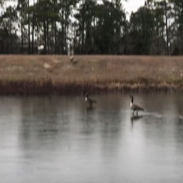 #Geese slipping their way across the frozen retention pond at Costco. One was sitting in it at first and looked like it had been frozen into place. #Winterstorm