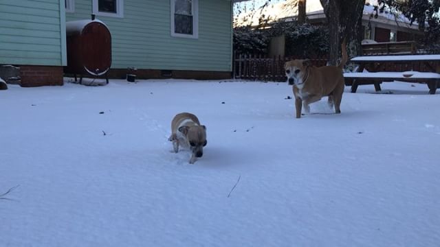 Poor little Duke isn’t loving life right now. #WilmingtonSnow #dukethedog